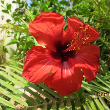 Confortable Paraiso Del Mar * パルム・マール